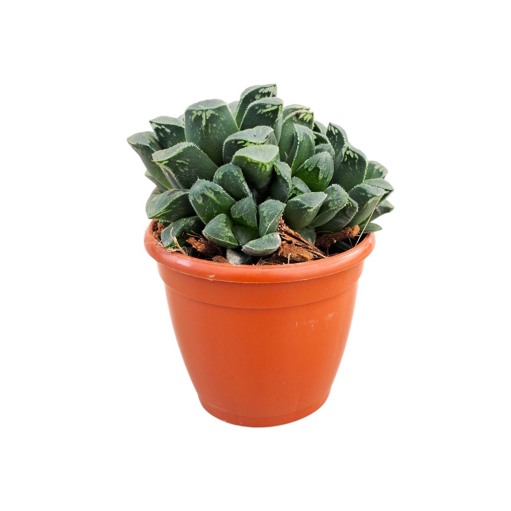 Haworthia pygmaea – Miniature Crystal Succulent - Image 2