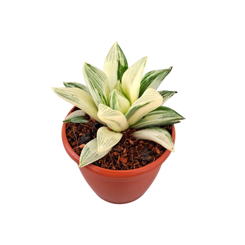 Haworthia retusa 'Variegated' - Image 3