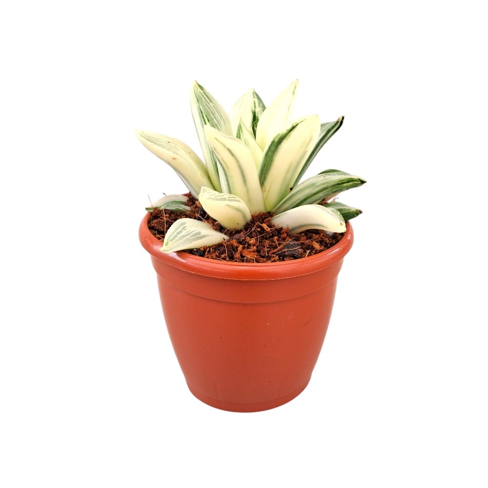 Haworthia retusa 'Variegated' - Image 2