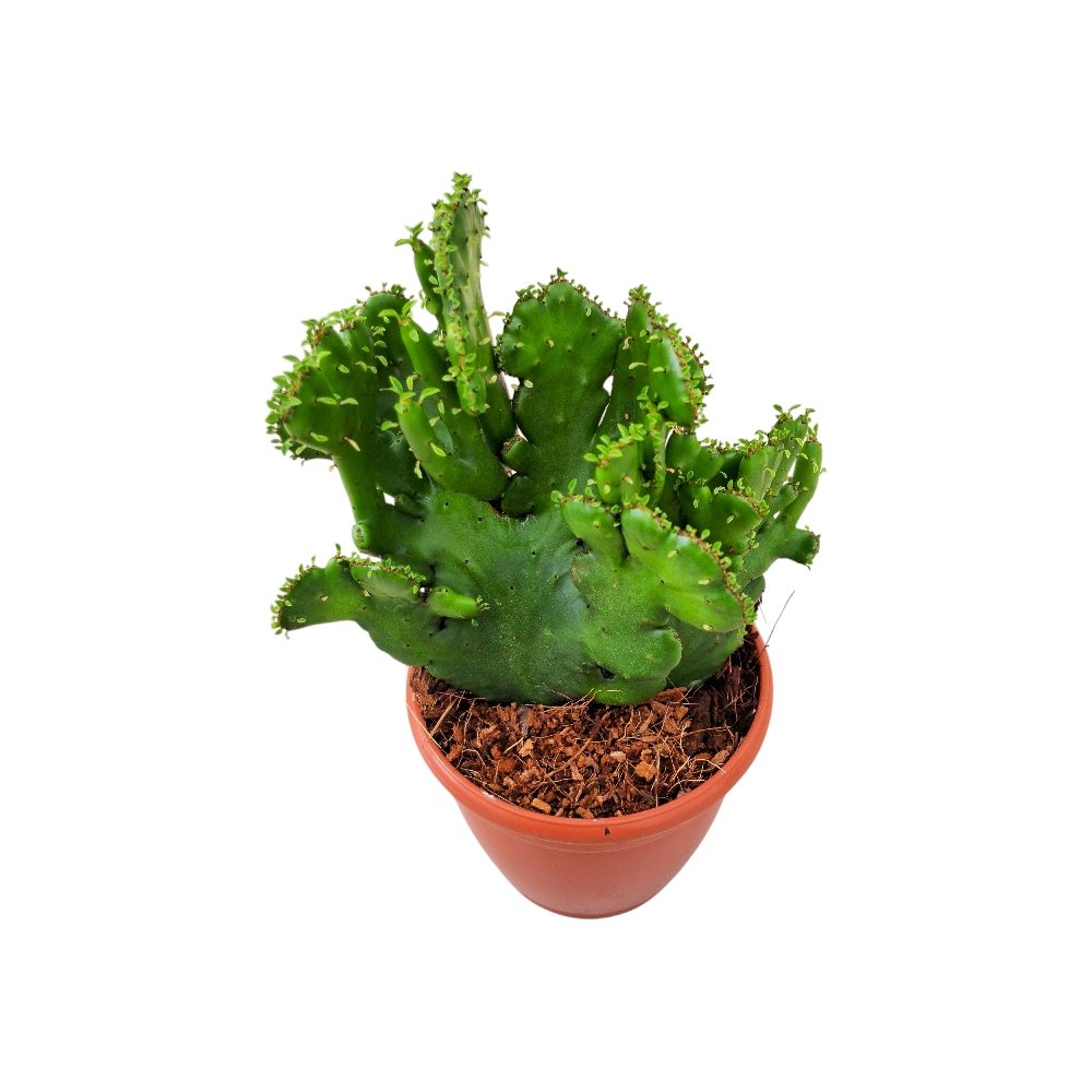 Euphorbia leucodendron Cristata - Image 3