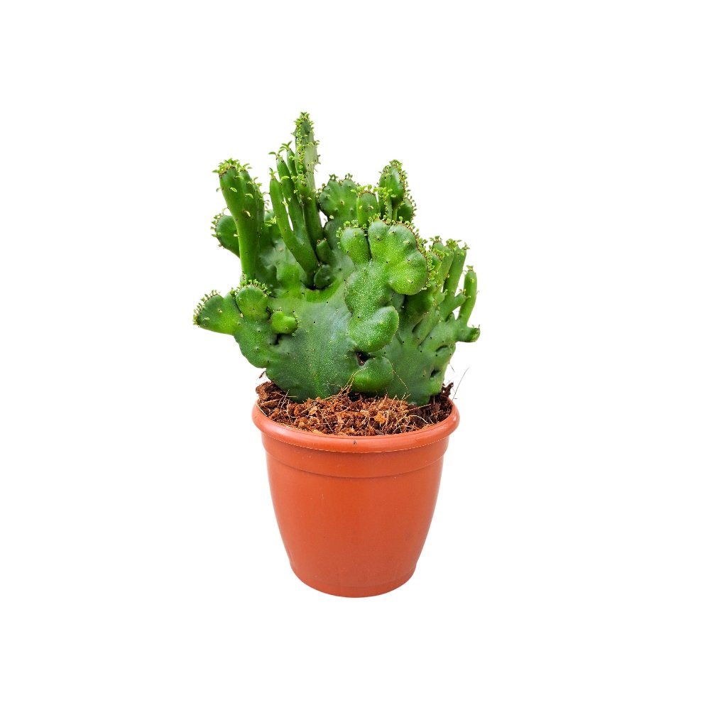 Euphorbia leucodendron Cristata - Image 2