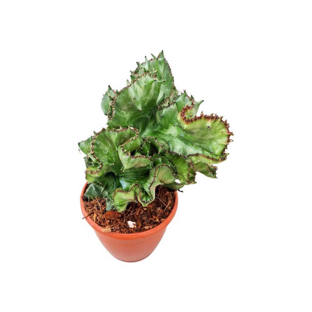Euphorbia lactea Cristata - Image 3