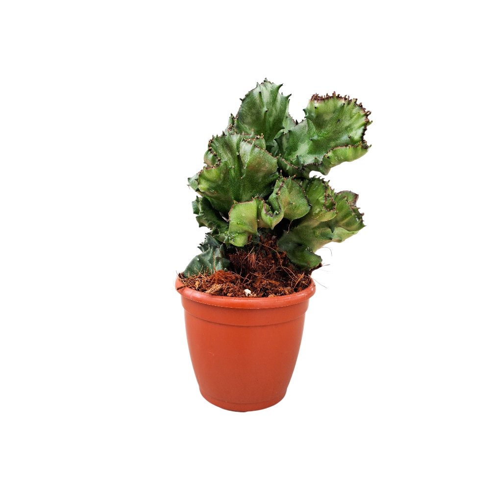 Euphorbia lactea Cristata - Image 2