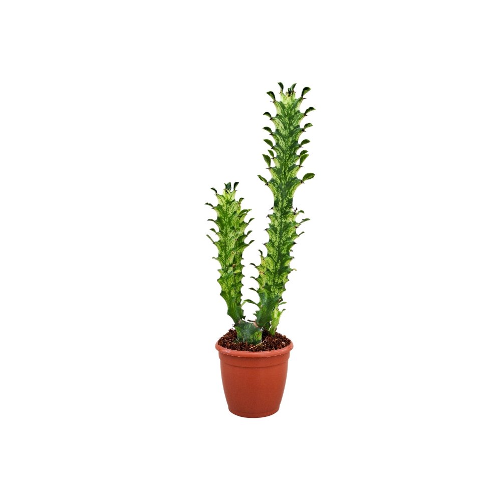 Euphorbia trigona 'Mint Creme' - Image 2