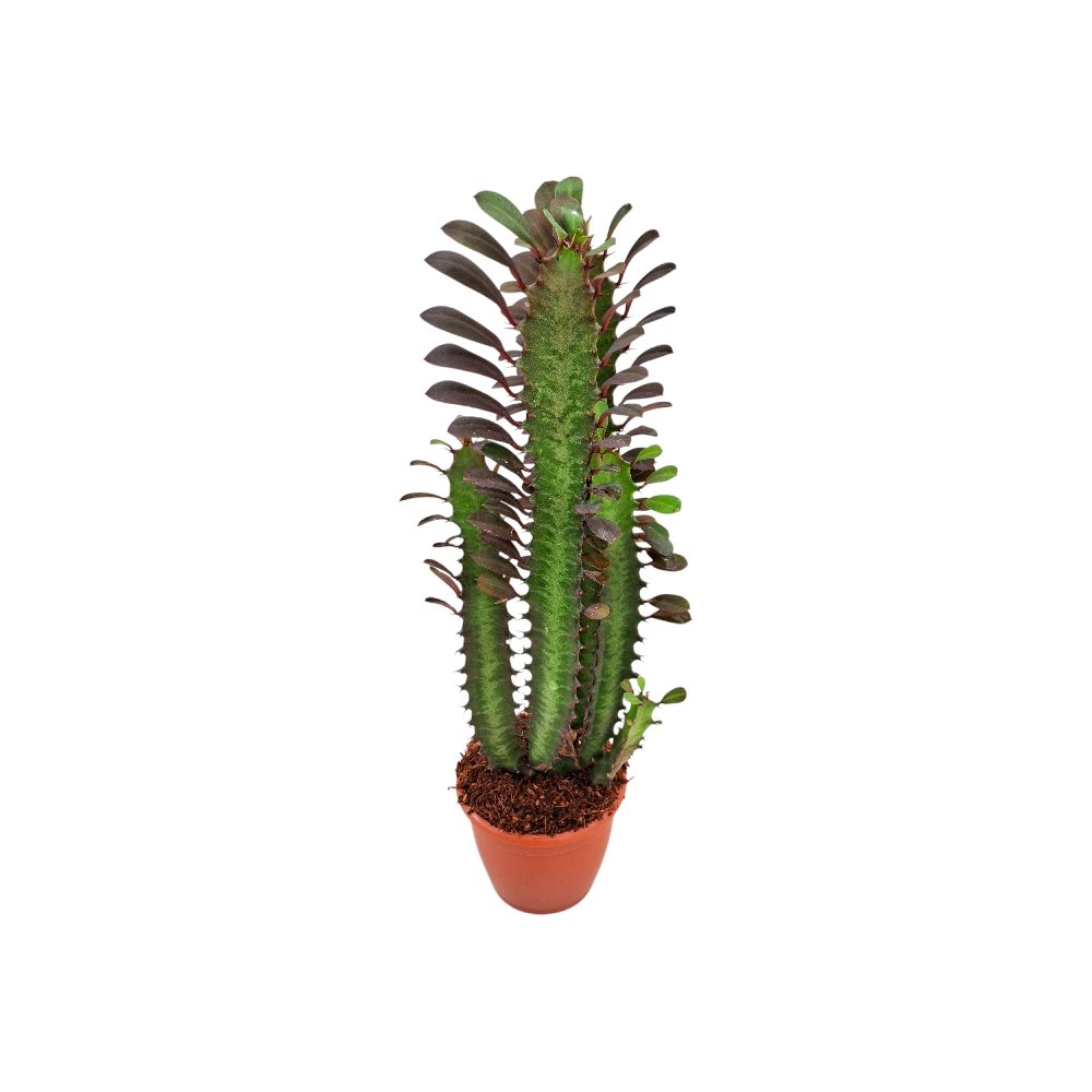 Euphorbia trigona 'Rubra' - Image 3