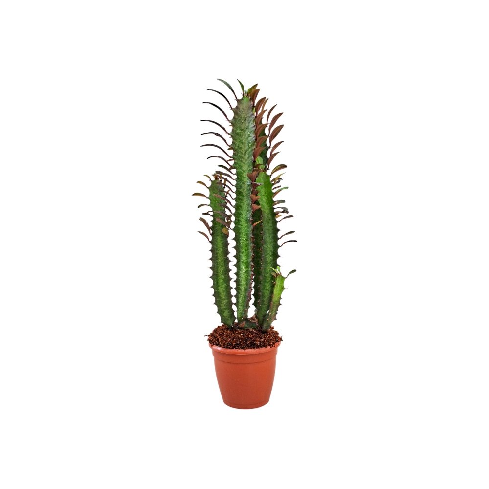 Euphorbia trigona 'Rubra' - Image 2