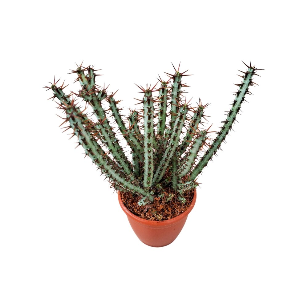 Euphorbia Aeruginosa – Rare Blue-Green Succulent Cactus