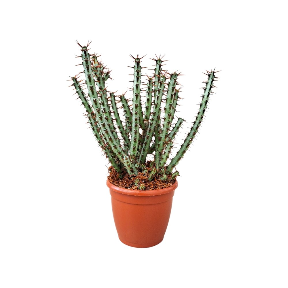 Euphorbia Aeruginosa – Rare Blue-Green Succulent Cactus