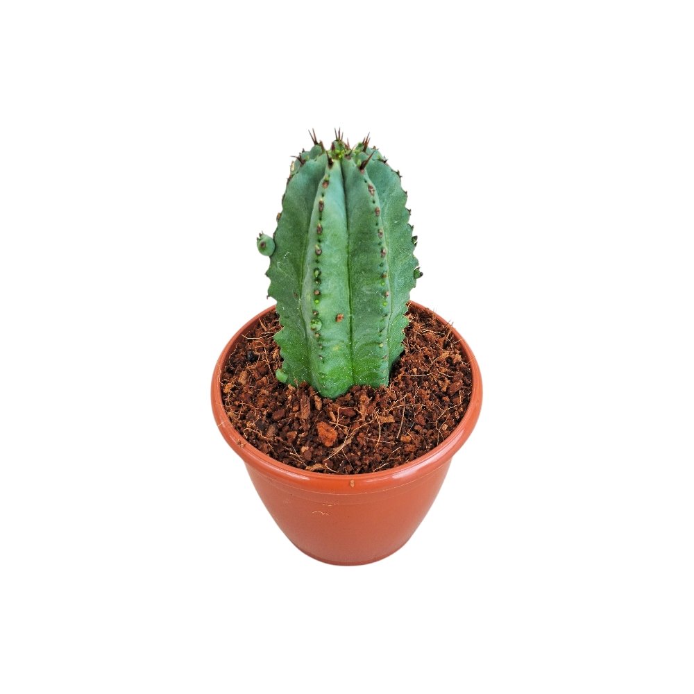 Euphorbia anoplia - Image 3