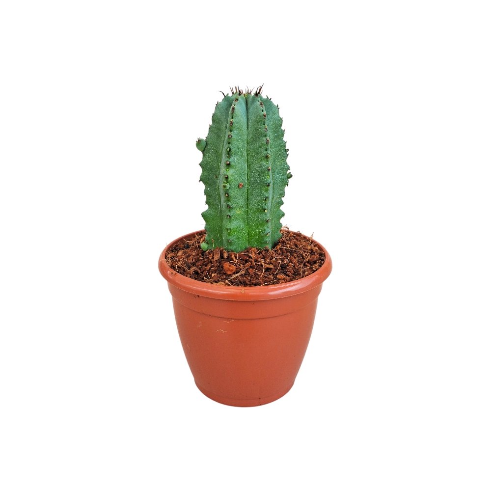 Euphorbia anoplia - Image 2