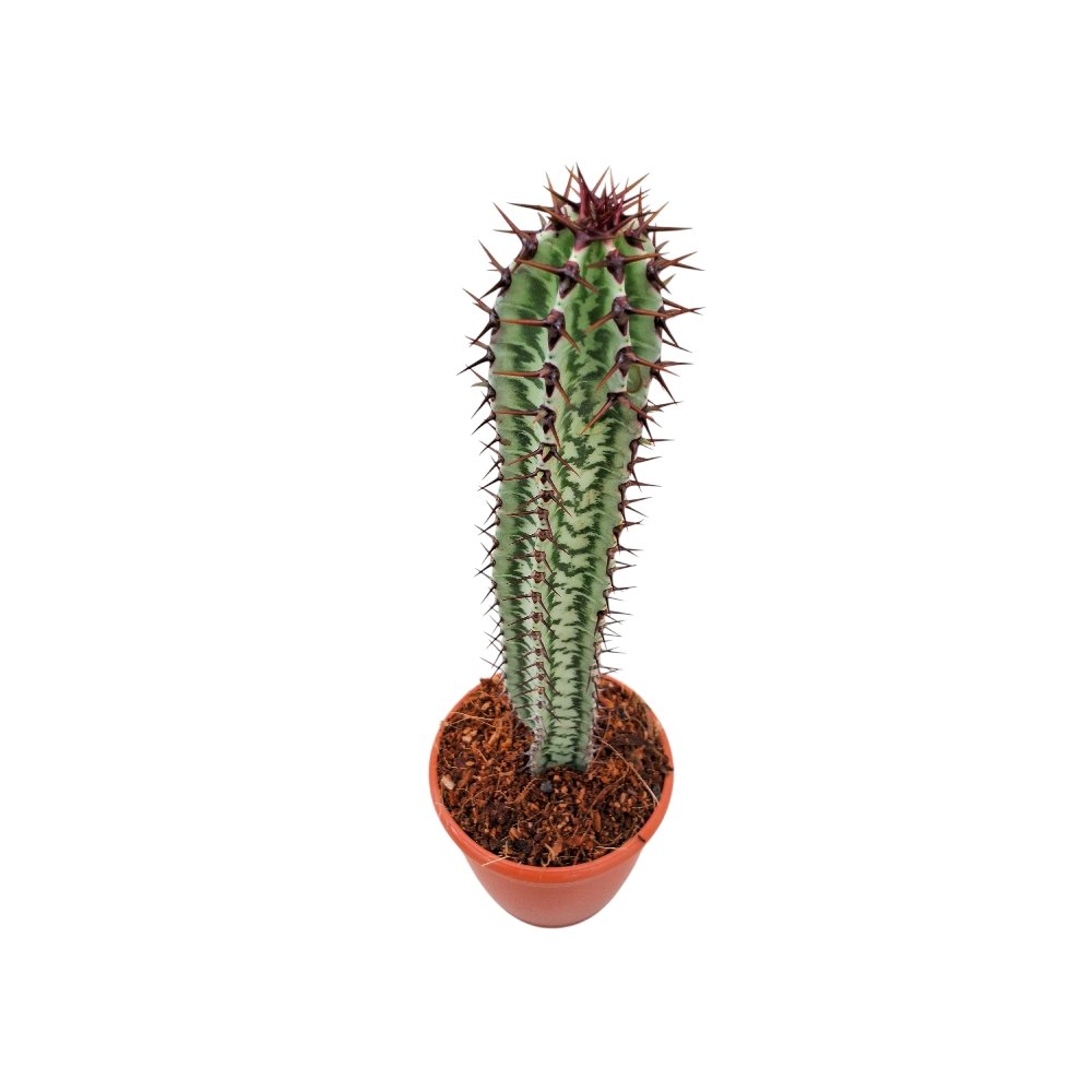 Euphorbia confinalis ssp. rhodesica - Image 3