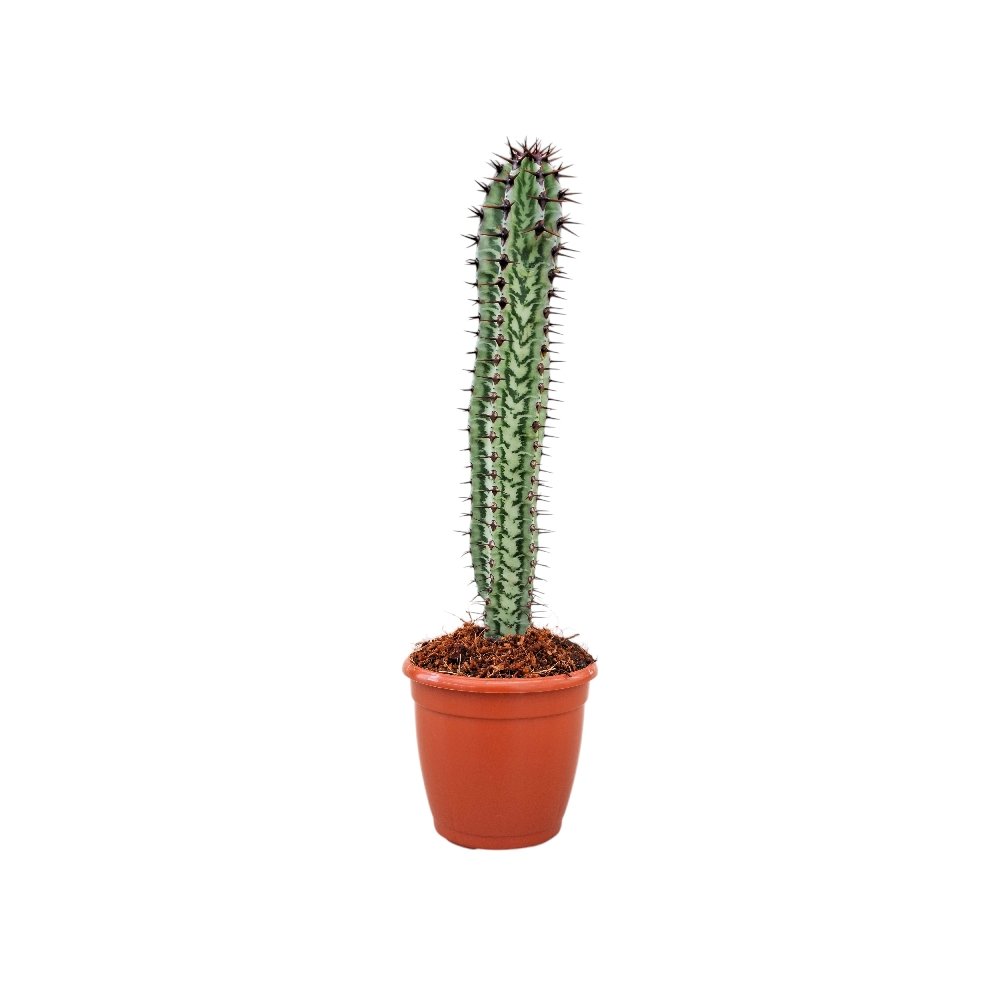 Euphorbia confinalis ssp. rhodesica - Image 2