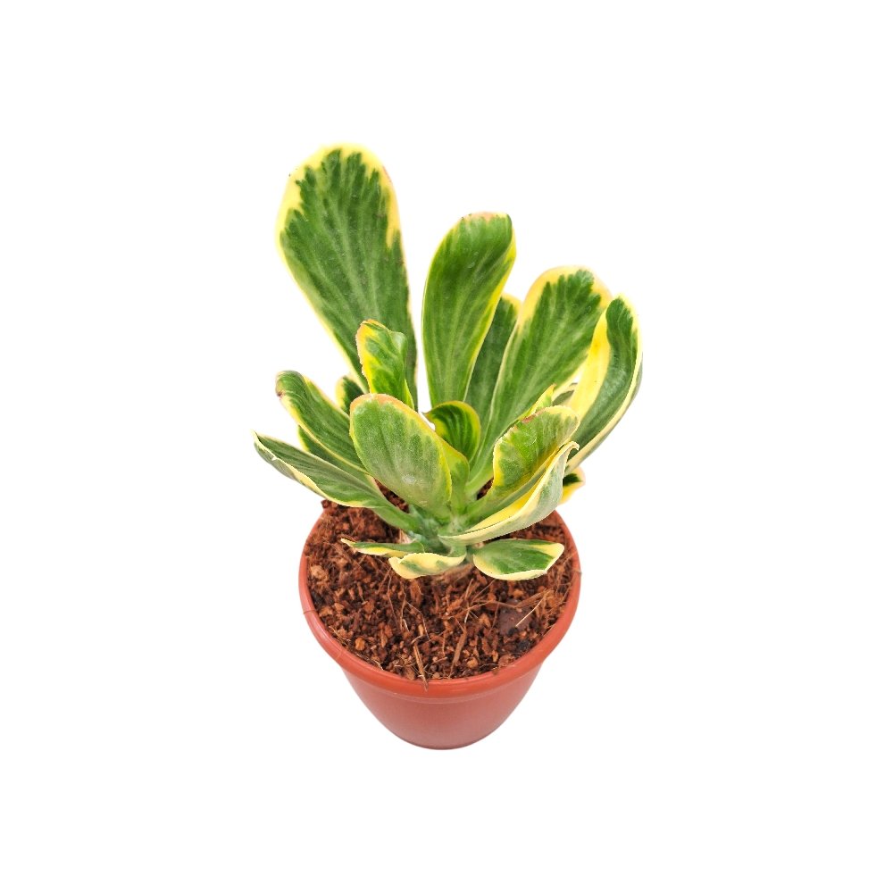 Euphorbia unispina 'Variegated' - Image 3