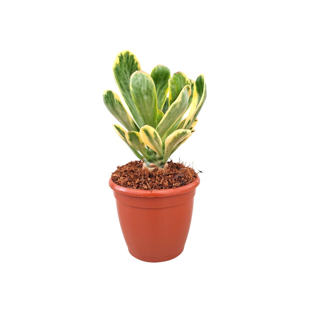 Euphorbia unispina 'Variegated' - Image 2