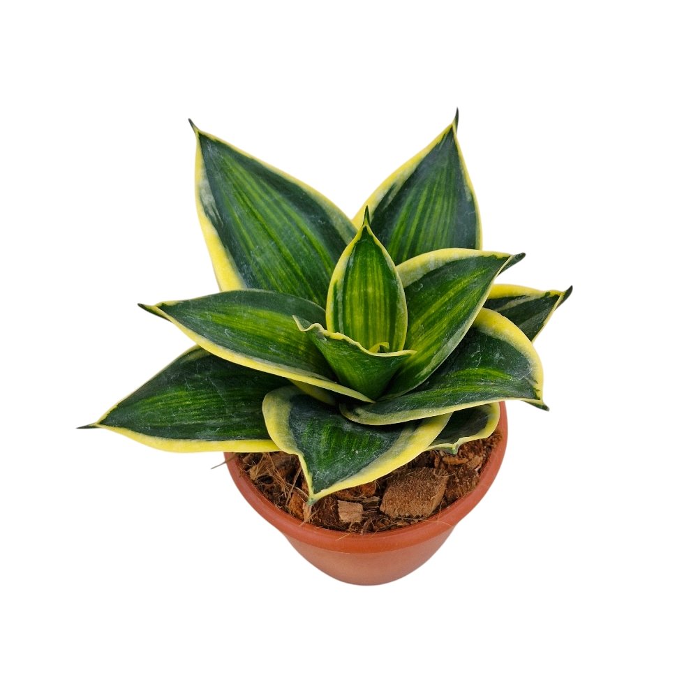 Sansevieria trifasciata 'Hahnii Favourite Gold' - Image 3