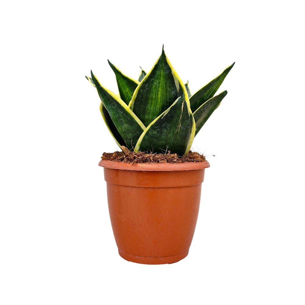 Sansevieria trifasciata 'Hahnii Favourite Gold' - Image 2