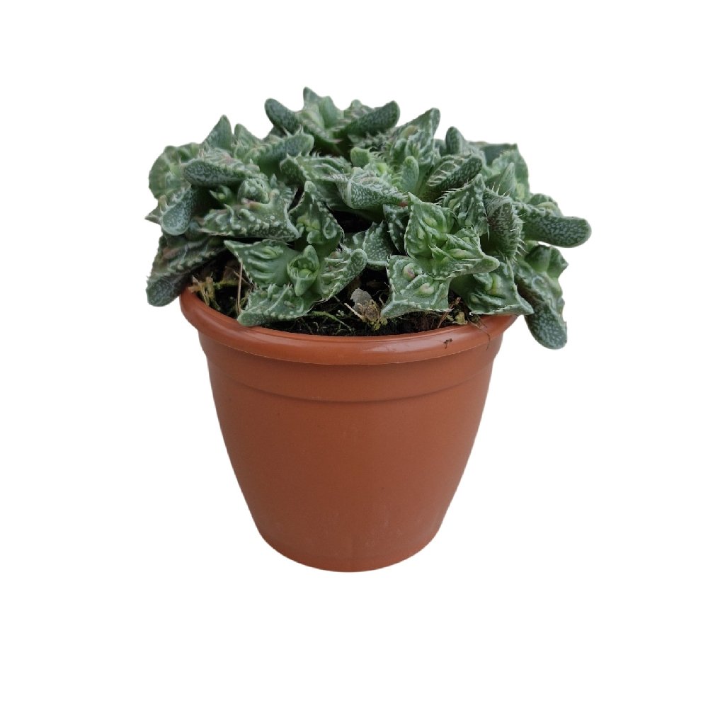 Faucaria tigrina 'Tiger's Jaw' – Rare Tooth-Leaf Succulent - Image 2