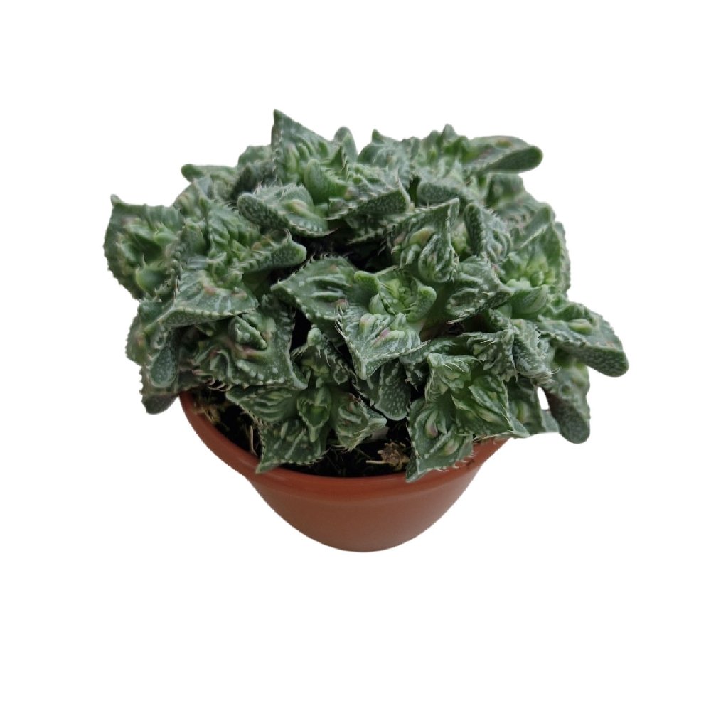 Faucaria tigrina 'Tiger's Jaw' – Rare Tooth-Leaf Succulent - Image 3