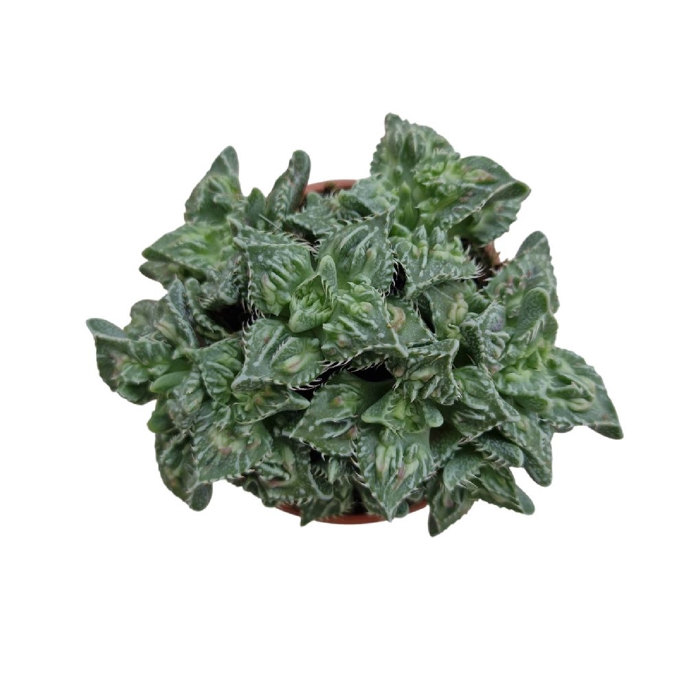 Faucaria tigrina 'Tiger's Jaw' – Rare Tooth-Leaf Succulent - Image 4