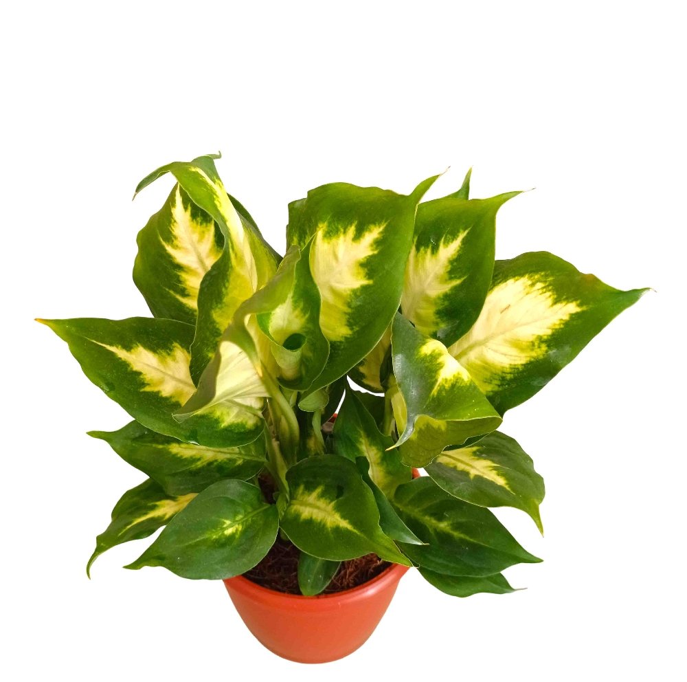 Amoena 'Camille' - Image 3