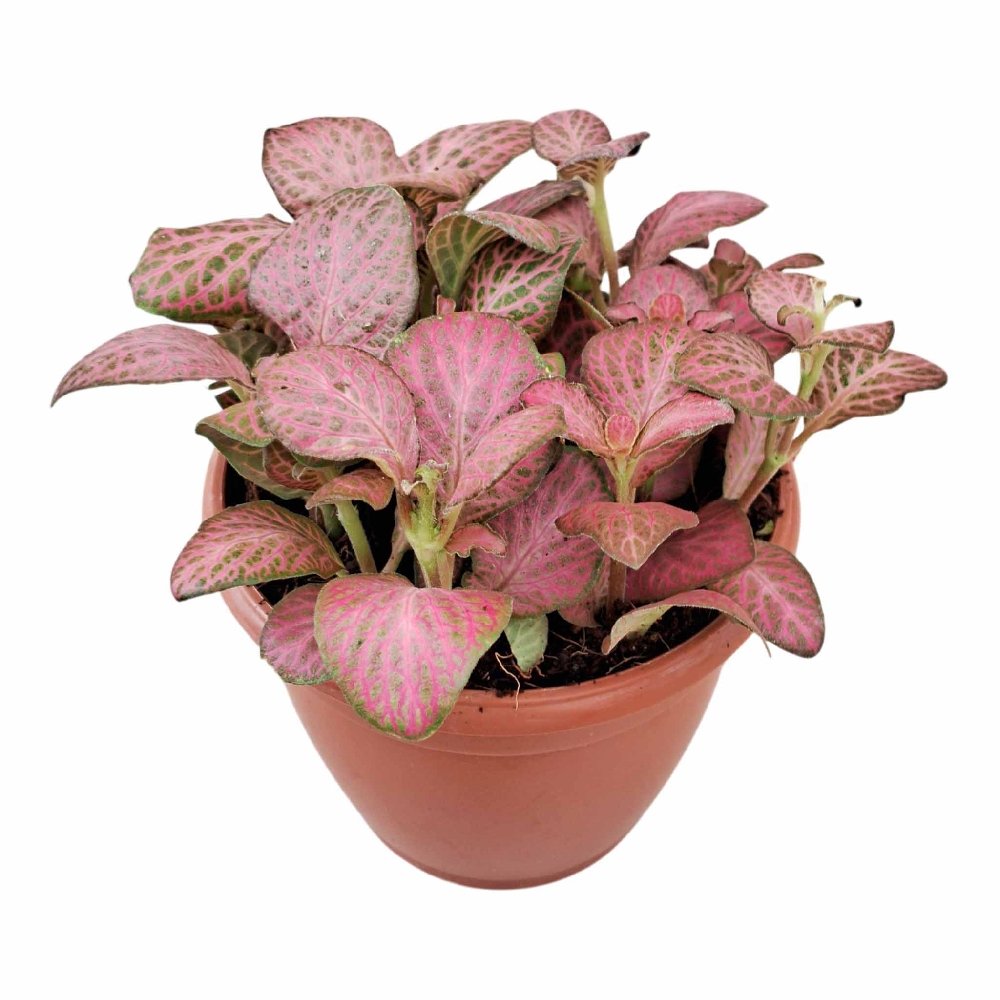 Albivenis 'Dark Pink' - Image 3