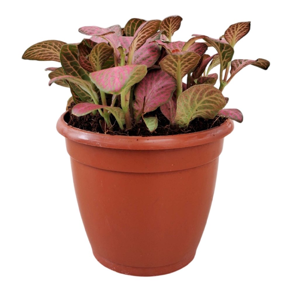 Albivenis 'Dark Pink' - Image 2