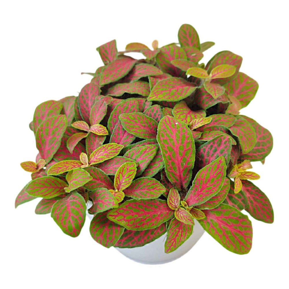 Albivenis 'Jungle Flame' - Image 2