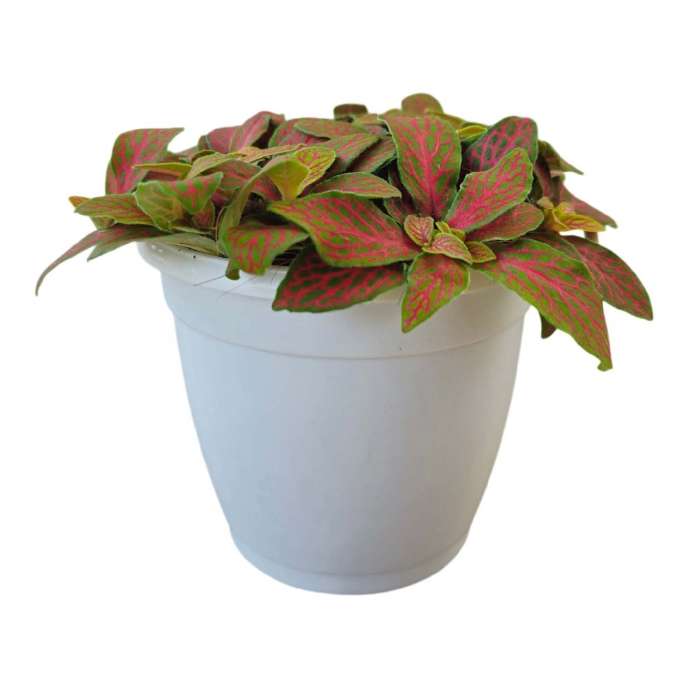 Albivenis 'Jungle Flame' - Image 3