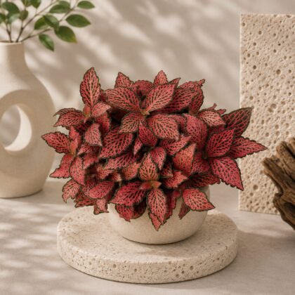 Albivenis 'Fire Tail'