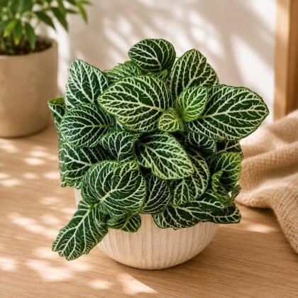 Albivenis 'Green Titan'