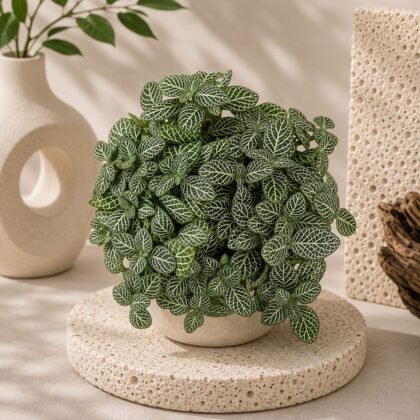 Albivenis 'Mini Green'