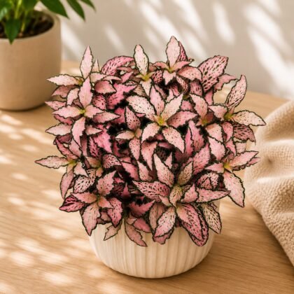 Albivenis 'Pink Paradise'