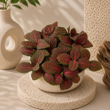 Albivenis 'Red Anne'