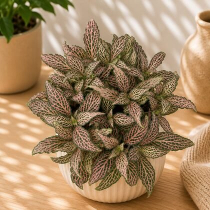 Albivenis 'Revolution'