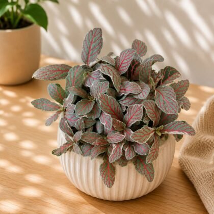 Albivenis 'Silver Dragon'