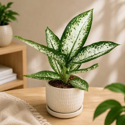Amoena 'Delilah'