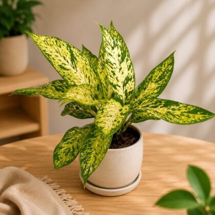 Amoena 'Star Bright'