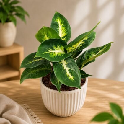 Amoena 'Sublime'