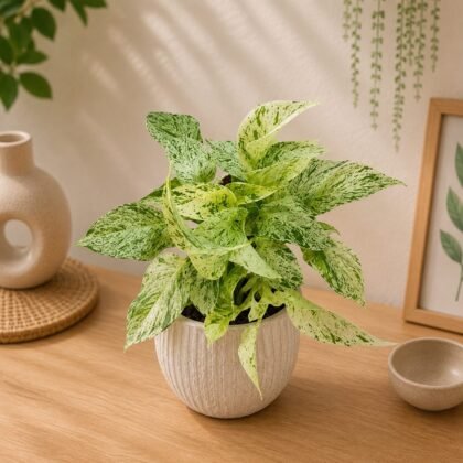 Aureum Marble Queen #1