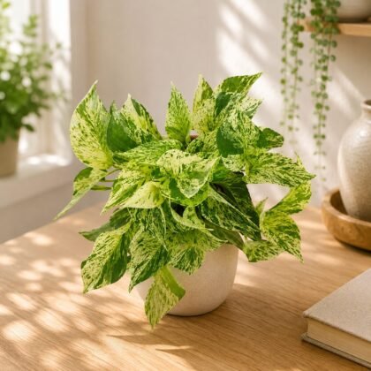Aureum Marble Queen #5