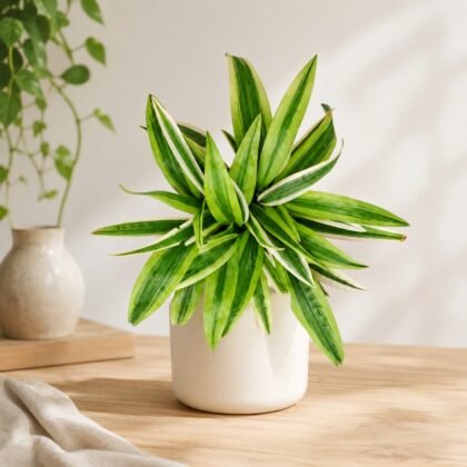 Chlorophytum Laxum 'Green Star'