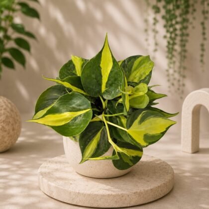 Cordatum 'Brazil'