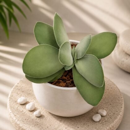 Crassula dubia
