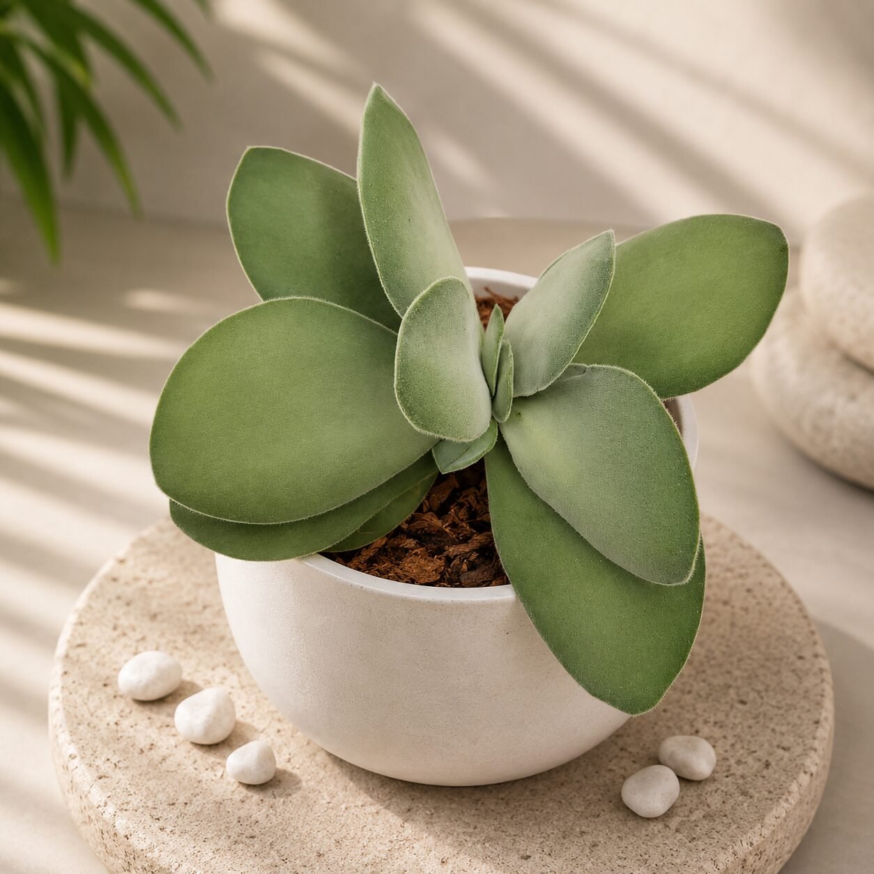 Crassula dubia
