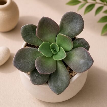 Echeveria Hybrid #130