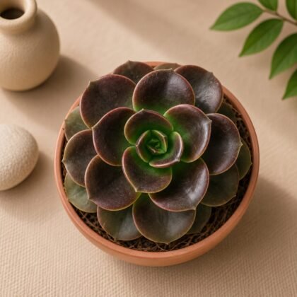 Echeveria Hybrida 'Melaco'
