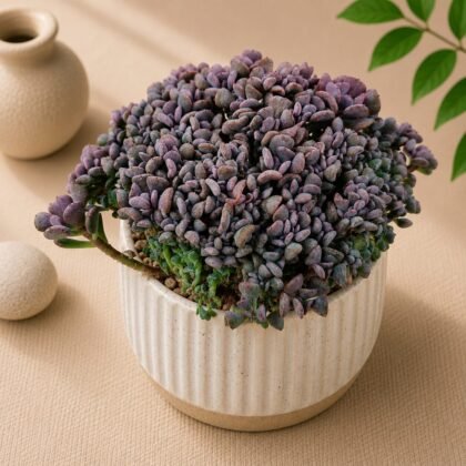 Echeveria Hybrida 'Purple Spoons Cristate'