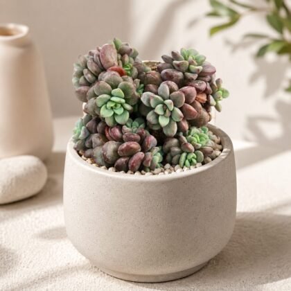 Echeveria 'Manaudes' (Blue Rosette Succulent)