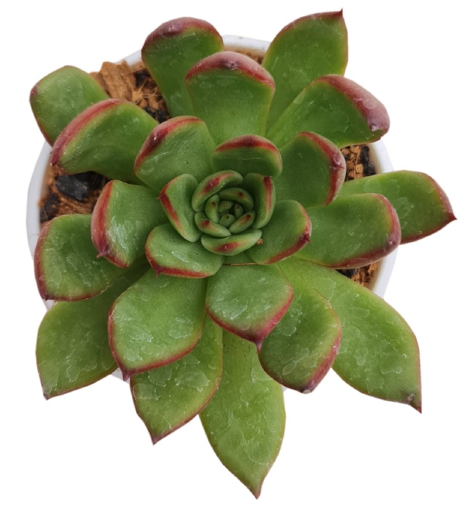 Echeveria Red Edge - Image 2
