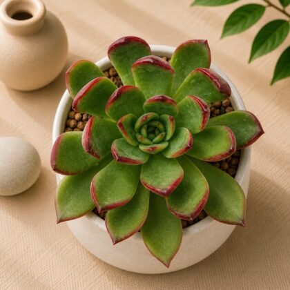 Echeveria Red Edge